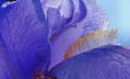 Progetto Iris